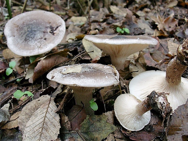 536 Dicembre vecchio ritrovamento